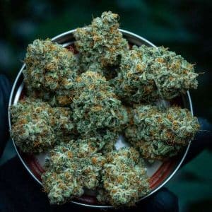 buy gmo cookies weed strain